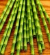 bamboo-paper-straws